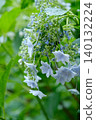 hydrangea   140132224