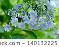 hydrangea   140132225