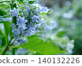 hydrangea   140132226