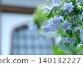 hydrangea   140132227