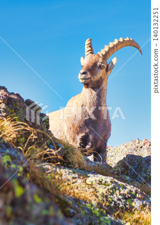 Ibex in the mountains 140132251