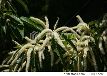 Chestnut flowers Chestnut flowers 140132288