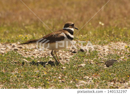 Killdeer Bird Guarding Nest of Eggs on Ground Killdeer Bird Guarding Nest of Eggs on Ground 140132297