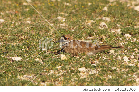Killdeer Bird Sitting on Nest of Eggs on Ground Killdeer Bird Sitting on Nest of Eggs on Ground 140132306
