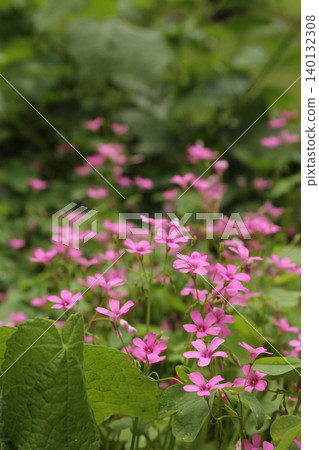 Oxalis Wood Sorrel With Pink Flowers Oxalis Wood Sorrel With Pink Flowers 140132308