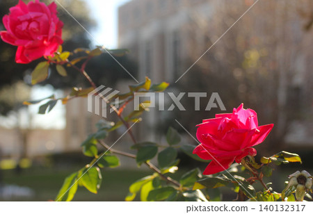 Cherokee County Courthouse With Roses. Rusk TX Cherokee County Courthouse With Roses. Rusk TX 140132317