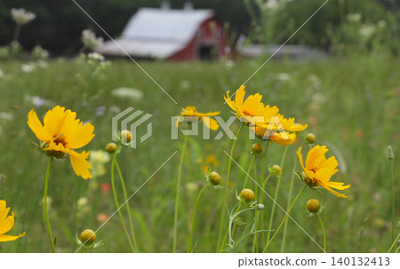 Close up of Wildflowers With Red Barn in Background. Rural East Texas Close up of Wildflowers With Red Barn in Background. Rural East Texas 140132413