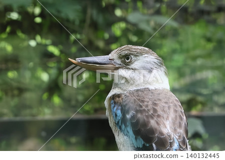 Ao-Banewarai kingfisher Ao-Banewarai kingfisher 140132445