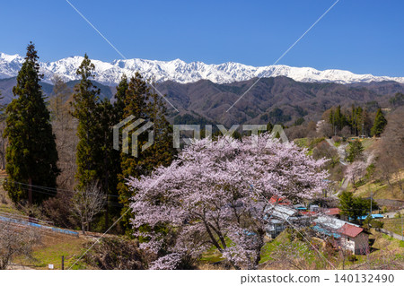 長野縣上之內郡小川村木根山立屋萬丈附近的櫻山櫻花,以及白雪皚皚的北阿爾卑斯山脈。 長野縣上之內郡小川村木根山立屋萬丈附近的櫻山櫻花,以及白雪皚皚的北阿爾卑斯山脈。 140132490