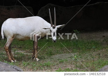 Arabian Orix Arabian Orix 140132510