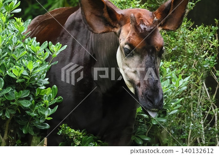Okapi Okapi 140132612