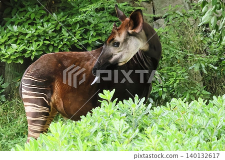 Okapi Okapi 140132617