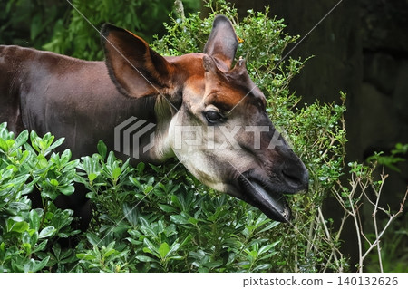 Okapi Okapi 140132626