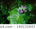 Octagonal lotus leaves and hydrangeas 140132643