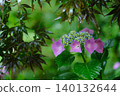 Blue autumn leaves and hydrangea 140132644