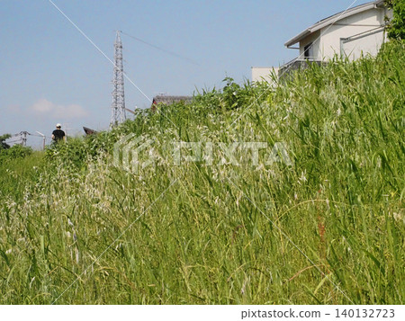 Wild oats (a type of oat) blooming profusely on the banks of the Kagami River in the sunlight in early summer. Wild oats (a type of oat) blooming profusely on the banks of the Kagami River in the sunlight in early summer. 140132723