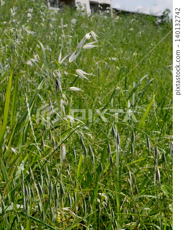 Wild oats on the riverbank in bloom (Oats on the banks of the Kagami River in early summer) Wild oats on the riverbank in bloom (Oats on the banks of the Kagami River in early summer) 140132742