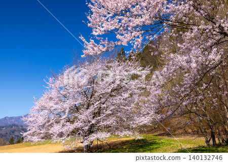 A view of cherry blossoms in full bloom in a field near the Tateya Guardhouse in Koneyama, Ogawa Village, Kamiminochi District, Nagano Prefecture. A view of cherry blossoms in full bloom in a field near the Tateya Guardhouse in Koneyama, Ogawa Village, Kamiminochi District, Nagano Prefecture. 140132746