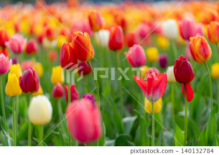 Two red tulips growing close together Two red tulips growing close together 140132784