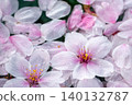 櫻花花瓣漂浮在水面上，花瓣上掛著水珠，特寫。 140132787
