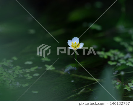 Water crowfoot in a clear stream in early summer Water crowfoot in a clear stream in early summer 140132797