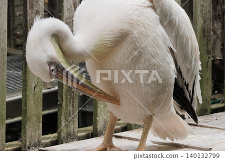 Pelican Pelican 140132799