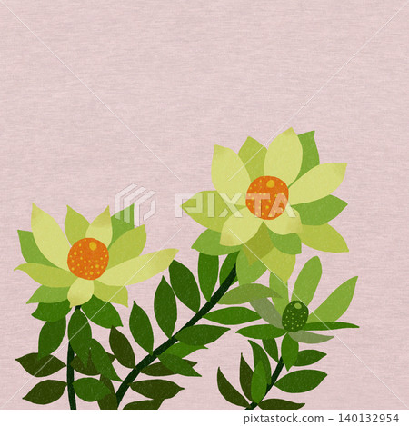 手繪花卉插圖:銀葉樹 手繪花卉插圖:銀葉樹 140132954