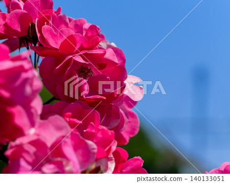 Pink rose and blue sky Pink rose and blue sky 140133051