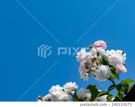 Blue sky and white flowers Blue sky and white flowers 140133075