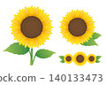Sunflower illustration set, summer watercolor style vector material 140133473