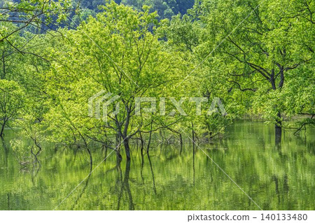 山形縣飯出町白川湖及水下森林綠意盎然 山形縣飯出町白川湖及水下森林綠意盎然 140133480