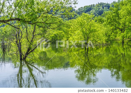 山形縣飯出町白川湖及水下森林綠意盎然 山形縣飯出町白川湖及水下森林綠意盎然 140133482