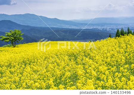 Rapeseed flowers blooming in early summer at the flower fields of San-no-Kura Plateau (ski resort), Kitakata City, Fukushima Prefecture. Rapeseed flowers blooming in early summer at the flower fields of San-no-Kura Plateau (ski resort), Kitakata City, Fukushima Prefecture. 140133496