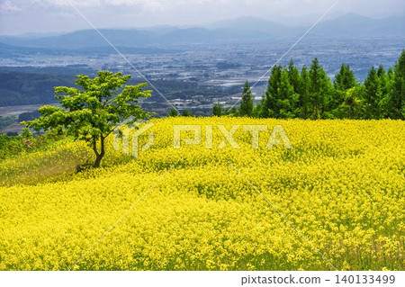 Rapeseed flowers blooming in early summer at the flower fields of San-no-Kura Plateau (ski resort), Kitakata City, Fukushima Prefecture. Rapeseed flowers blooming in early summer at the flower fields of San-no-Kura Plateau (ski resort), Kitakata City, Fukushima Prefecture. 140133499