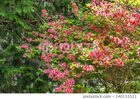 Azaleas blooming on Mt. Tazuka in early summer, Minamisanriku Town, Miyagi Prefecture 140133521