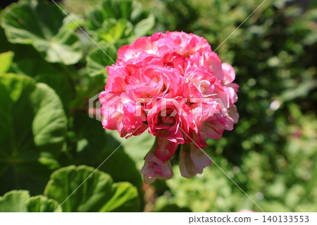 Pink rose-flowered geranium Pink rose-flowered geranium 140133553