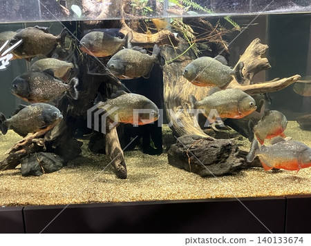 魚在水箱裡游泳 140133674