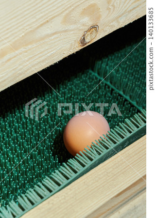 A fresh farm egg on an egg collection line in a modern poultry house. A fresh farm egg on an egg collection line in a modern poultry house. 140133685
