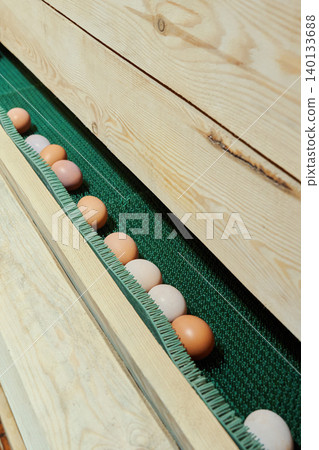 Many fresh farm eggs on the egg collection line in a modern chicken coop. Many fresh farm eggs on the egg collection line in a modern chicken coop. 140133688