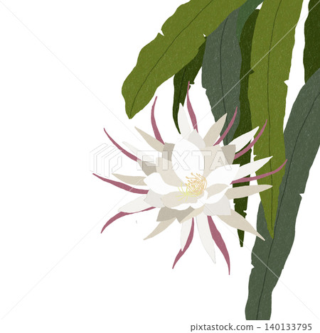手繪花卉插圖：曇花 140133795