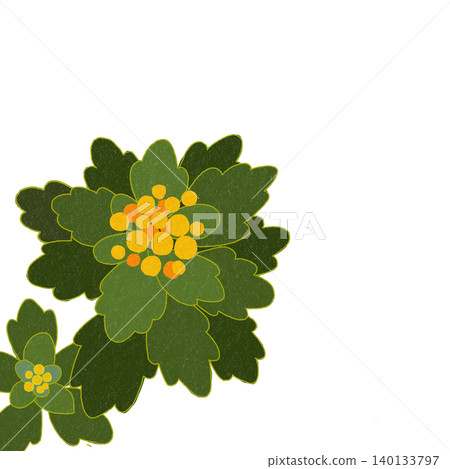 Hand-drawn flower illustration: Chrysanthemum 140133797