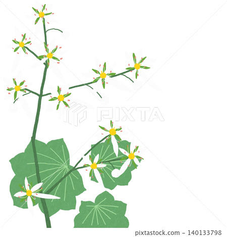手繪花卉插圖：虎耳草 140133798