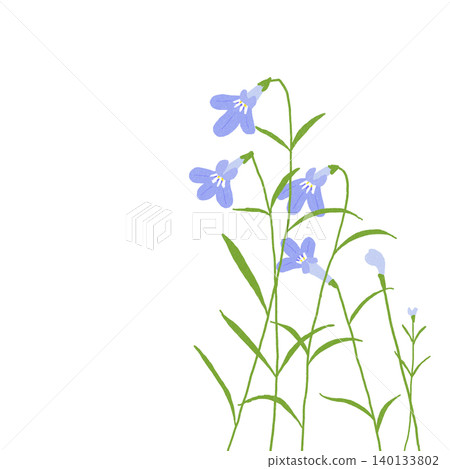 手繪花卉插圖:山梗菜 手繪花卉插圖:山梗菜 140133802