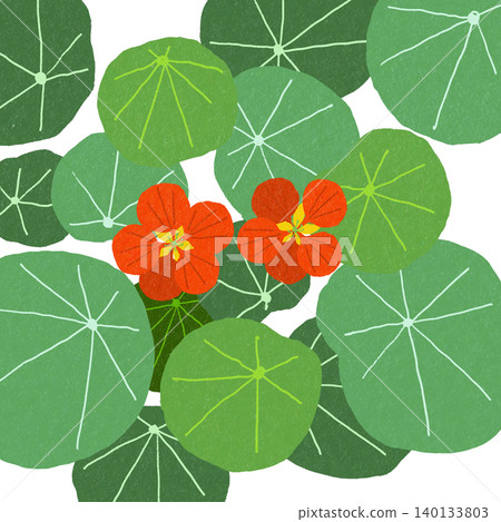 Hand-drawn flower illustration: Nasturtium Hand-drawn flower illustration: Nasturtium 140133803