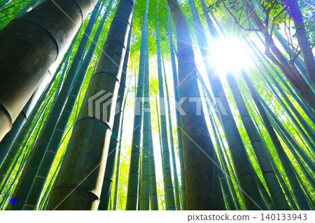 竹林景觀-無數竹竿直插雲霄的竹林景觀。 竹林景觀-無數竹竿直插雲霄的竹林景觀。 140133943
