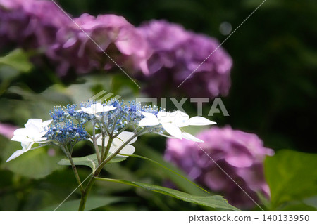 White and blue lacecap hydrangeas against a backdrop of pink hydrangeas. White and blue lacecap hydrangeas against a backdrop of pink hydrangeas. 140133950