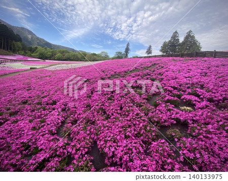 Beautiful spring in Japan: Moss phlox at Hitsujiyama Park Beautiful spring in Japan: Moss phlox at Hitsujiyama Park 140133975