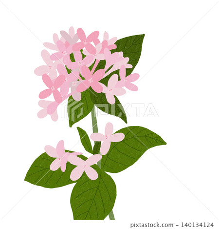 Hand-drawn flower illustration - Bouvardia Hand-drawn flower illustration - Bouvardia 140134124