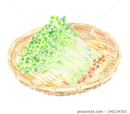 Watercolor illustration of pea sprouts in a basket Watercolor illustration of pea sprouts in a basket 140134301