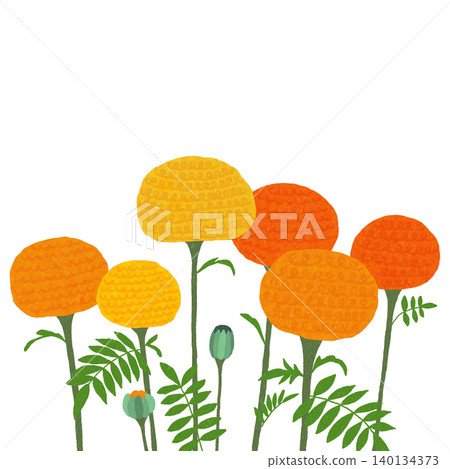 手繪花卉插圖:萬壽菊 手繪花卉插圖:萬壽菊 140134373